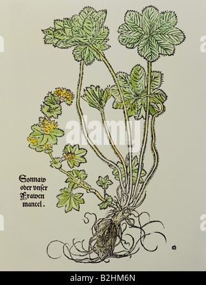 botany, herbs, lady`s mantle (Alchemilla), from 'Contrafayt Kreuterbuch' (Illustrated herbal book), by Otho Brunfels (1489 - 1534), woodcut, coloured, by Hans Weidnitz, Strasbourg, Germany, 1532, Stock Photo